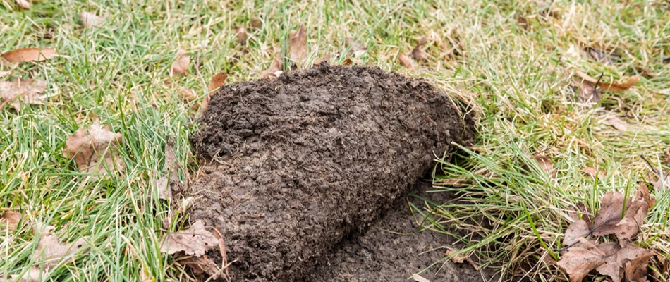 A lawn with a grub infestation lifting like carpet in Austin, TX.