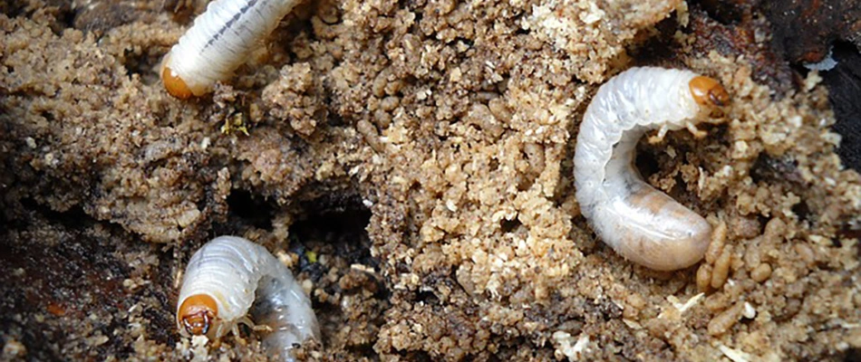 A group of grubs in the dirt in Austin, TX.