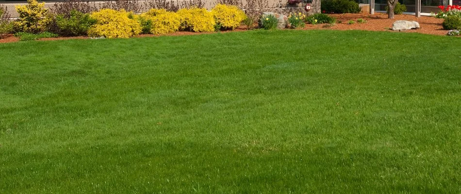 Healthy, green lawn near some shrubs in Hyde Park, TX.