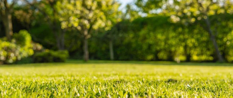 A healthy lawn after Dr. Tex services in Georgetown, TX.