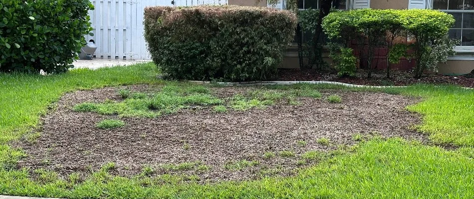 Lawn suffering from brown patch on a property in Austin, TX.