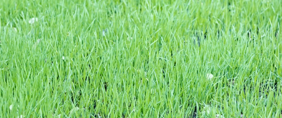 Lawn with top dressed soil in Pflugerville, TX.