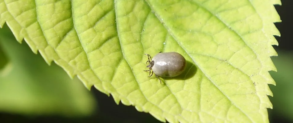 Leaf in Sun City, TX, with engorged tick.