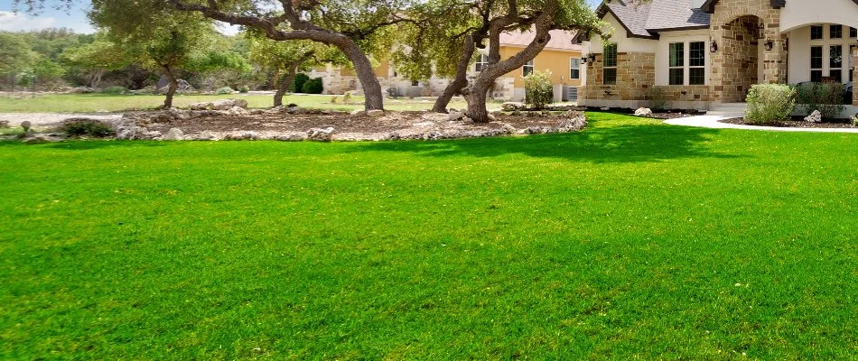 Lush green grass and trees near a house in Great Hills, TX.