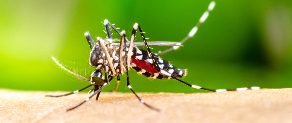 A mosquito found biting a homeowner in Jollyville, TX.