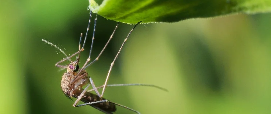Mosquito clinging on a leaf in Great Hills, TX.