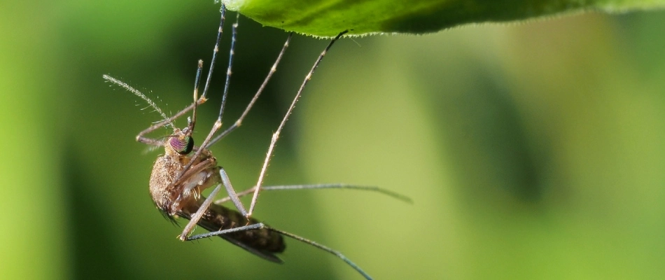 Mosquito hanging from grass blade in lawn near Cedar Park, TX.