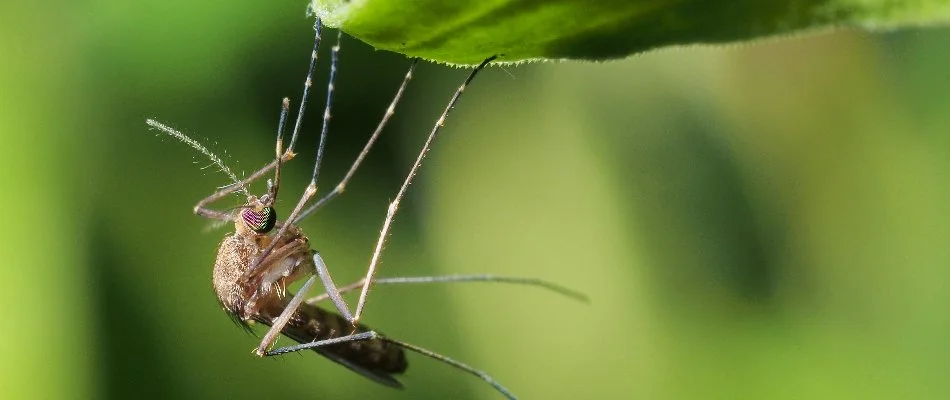 Mosquito hanging off a leaf in Windsor Hills, TX.