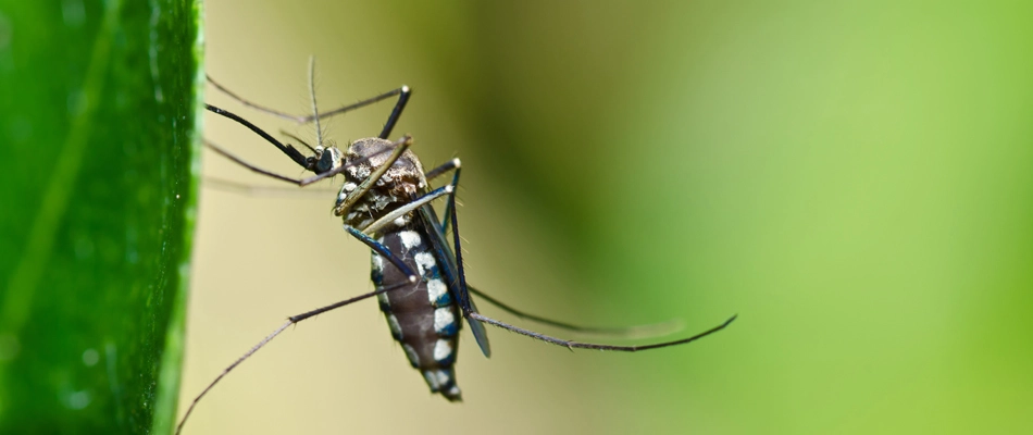 A mosquito on a leaf in a lawn in Central Austin, TX.