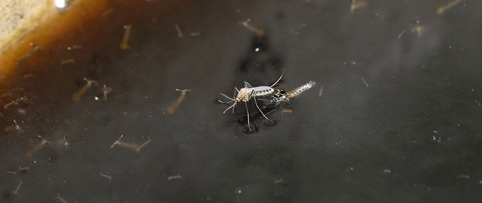 A gross, stale pool of water with a mosquito sitting atop it near Austin, TX.