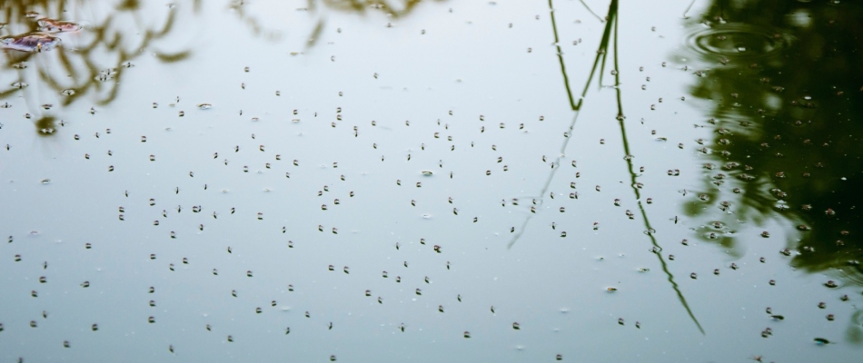 Mosquitoes laying over water in Austin, TX.