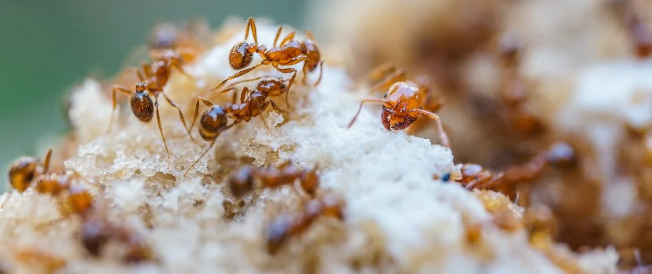 Fire ants on sand in Austin, TX.