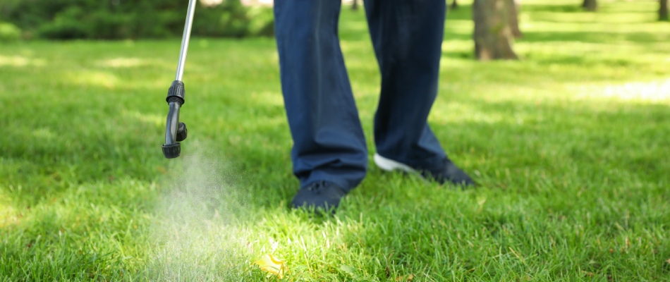 Professional spraying armyworm control treatment to lawn in Austin, TX.