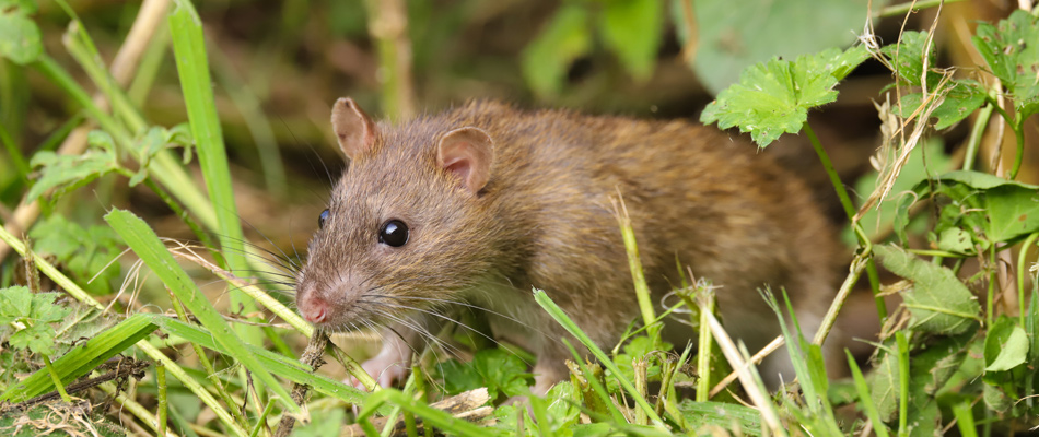 A rat found in a lawn in McNeil, TX.