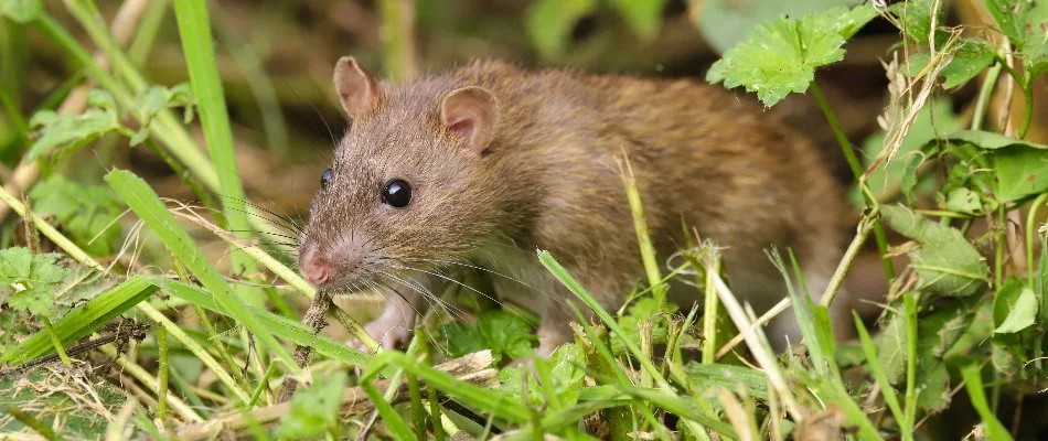Rat on a garden in Hyde Park, TX.
