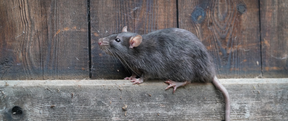 Rat found on property's fence line in Brushy Creek, TX.