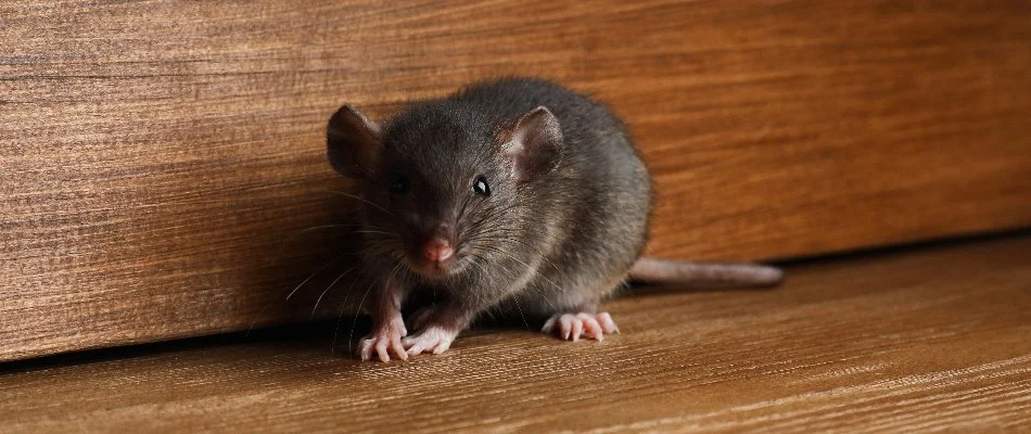 Rat in Jester Estates, TX, on the floor.