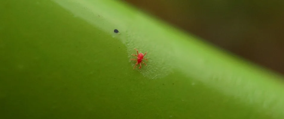 Red chigger on a green stem in Georgian Acres, TX.