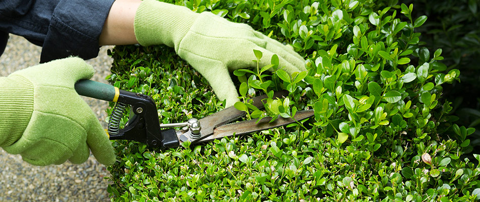 A professional trimming a shrub near Austin, TX.