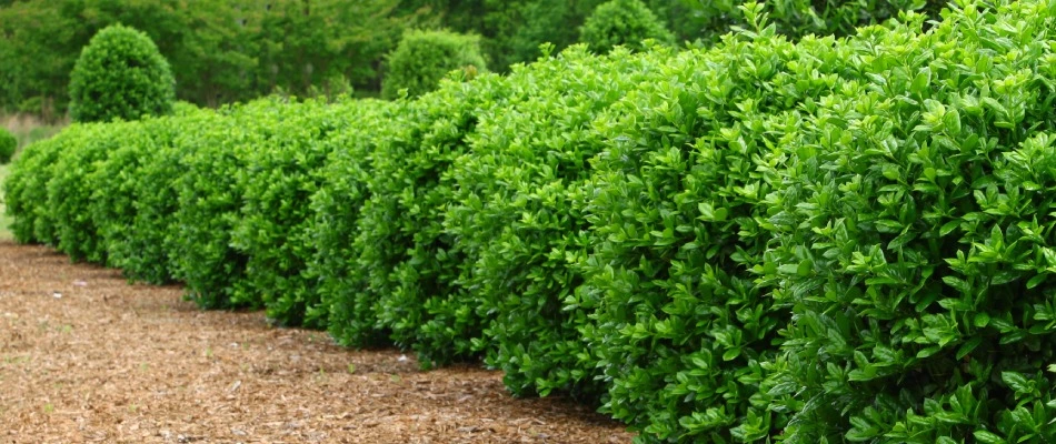 Shrubs grown after fertilizer treatments applied in Round Rock, TX.