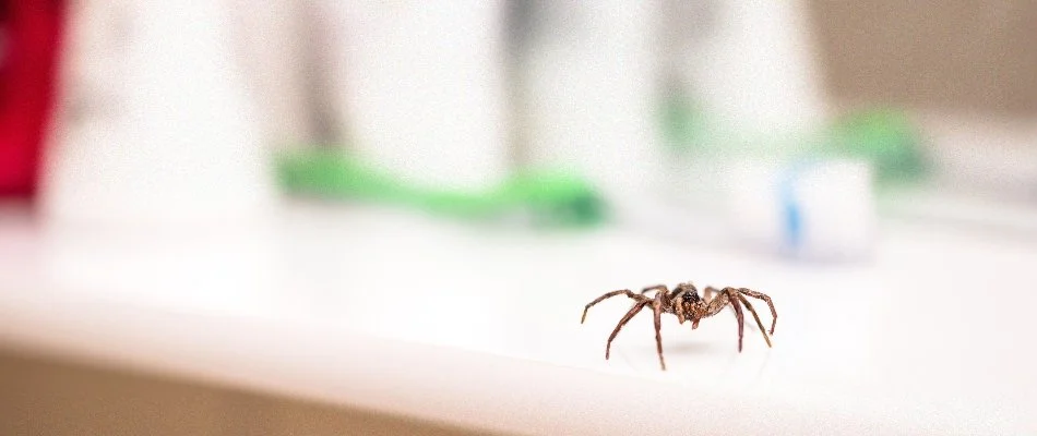 Spider inside of a home on a counter in Austin, TX.