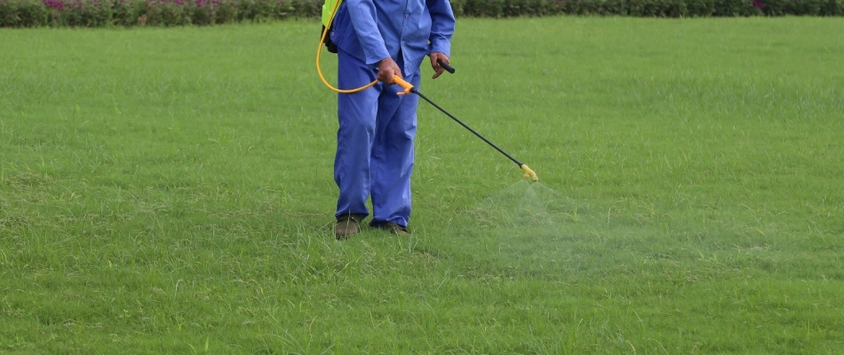 Spot treating weeds in lawn in Austin, TX.