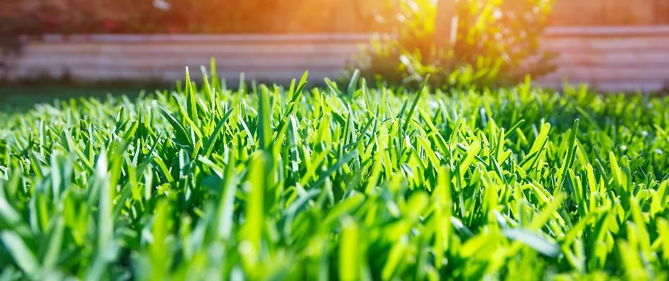 Sunlight on lush green grass in Forest Creek, TX.