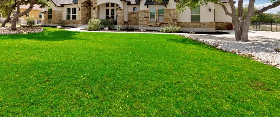 Thick green lawn and trees in Jester Estates, TX.