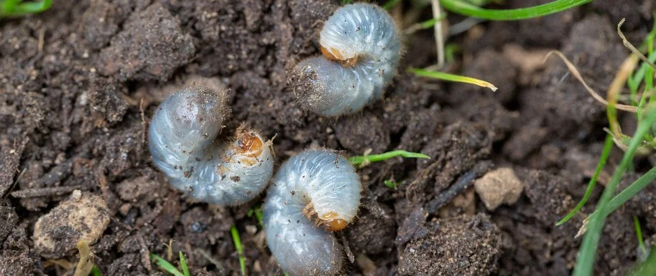 Three grubs on top of soil in Austin, TX.