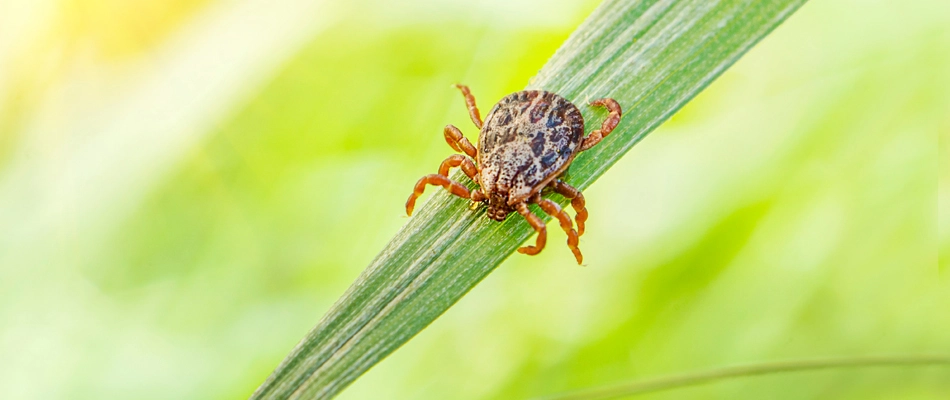 A brown tick found crawling down lawn in Tarrytown, TX.