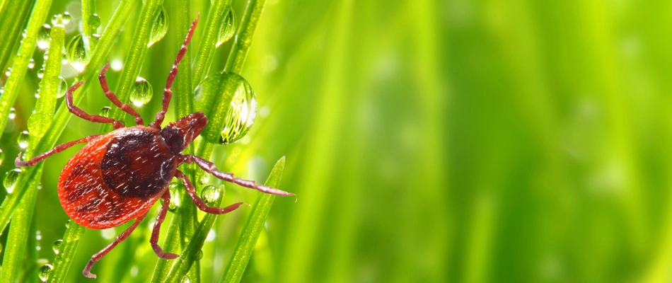 A tick found crawling up a grass blade in lawn in Hutto, TX.