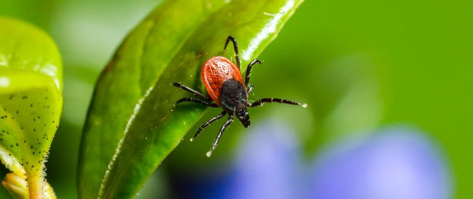 Tick on a leaf in Forest Creek, TX.