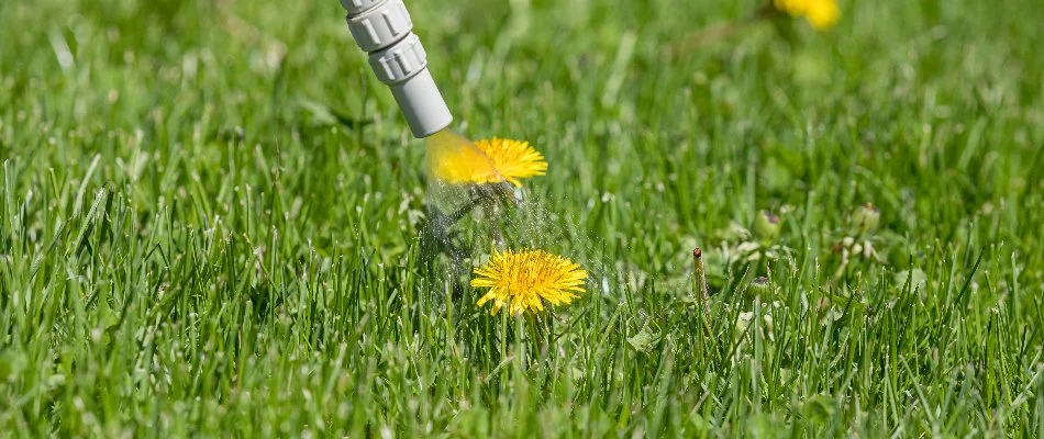 Treating a dandelion in Windsor Hills, TX, with weed control.