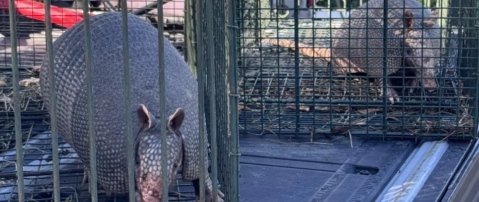 Two armadillos in traps in Austin, TX.