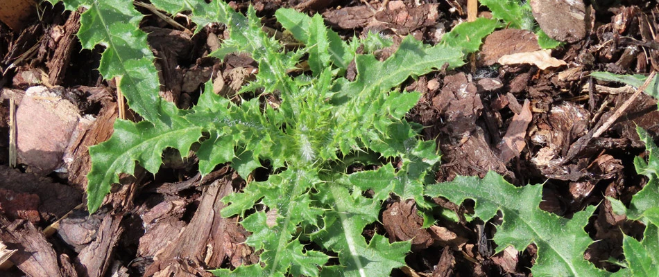 Weed infestation in a lawn in Wells Branch, TX.