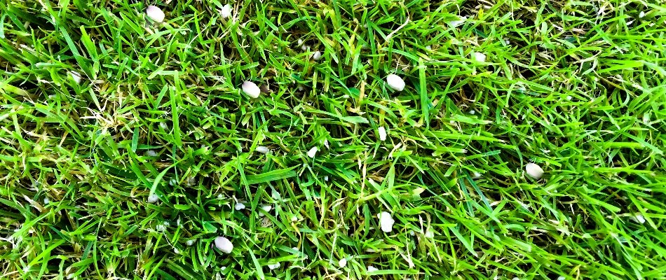 Granular fertilizer on a lawn in Austin, TX.