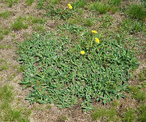 Dandelion weeds growing in a patchy lawn near East Austin, TX.