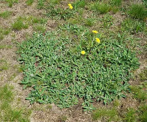 Dandelion weeds growing in a patchy lawn near East Austin, TX.