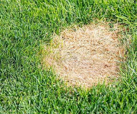 Dollar spot lawn disease seen in a yard near Cedar Park, TX.