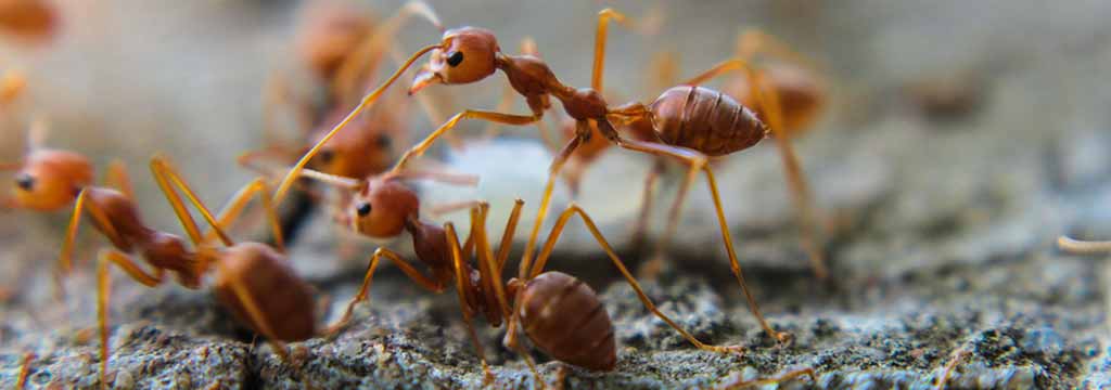 Close up photo of fire ants at a home in Austin, TX.
