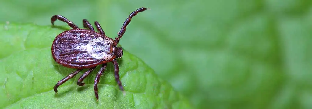 Large tick seen on a green leaf at a property in Round Rock, TX.