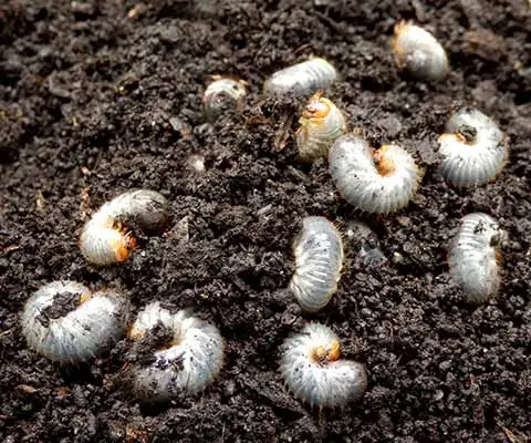 Dr. Tex Lawn & Pest