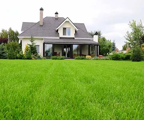 Yard in Austin, TX with thick, lush green grass.